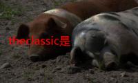 theclassic是什么意思（theclassic是什么意思）